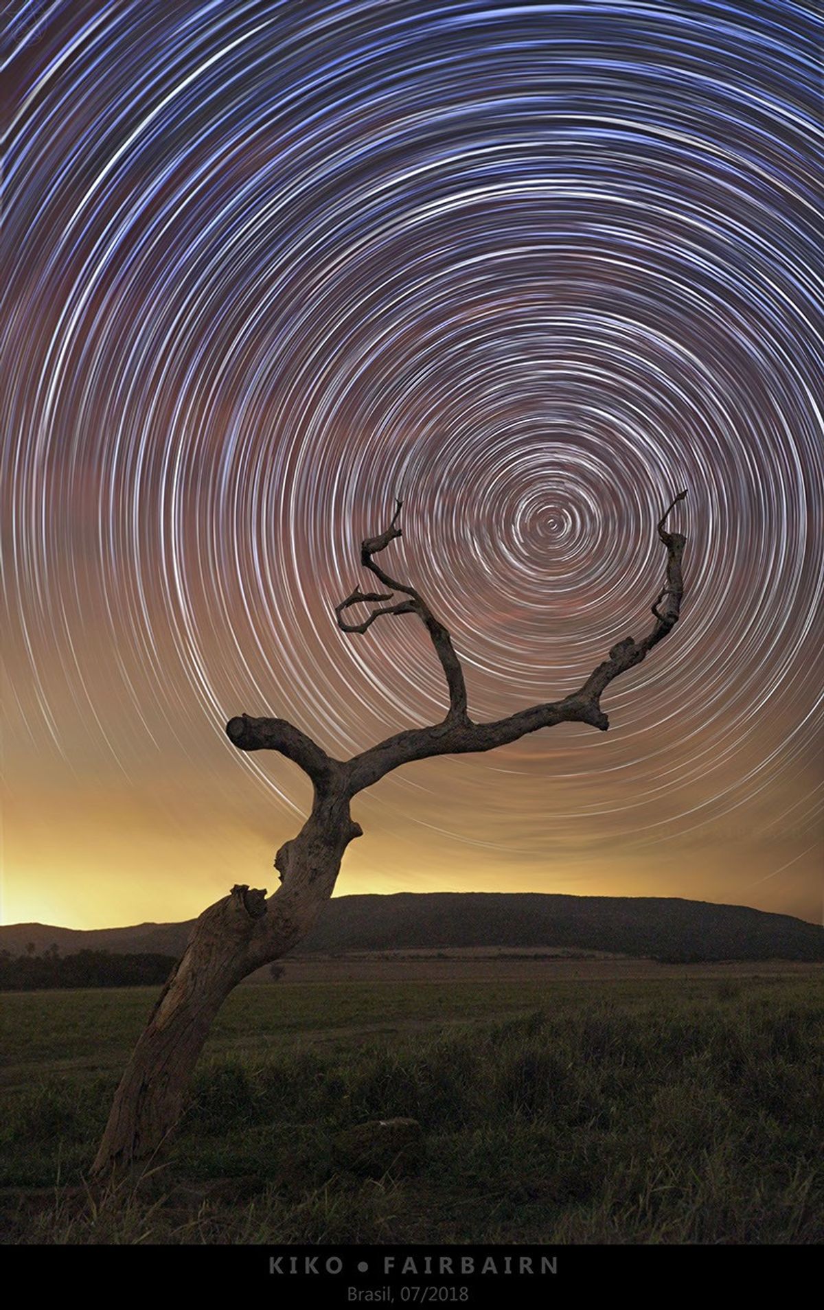 South Celestial Tree
